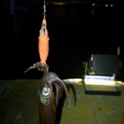 ヒイカはタイミング？σ(^_^;)