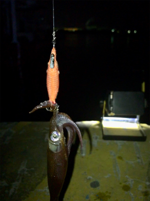 ヒイカはタイミング？σ(^_^;)