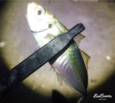 仕事終わりアジング