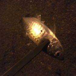 サバを避けつつ