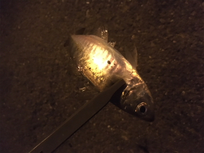 サバを避けつつ