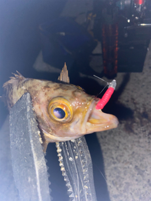 ナイトアジング