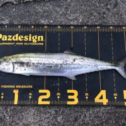 またまた武庫川一文字に