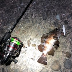 激シブ メバリング