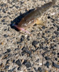 仕事帰りに唐津で釣行！