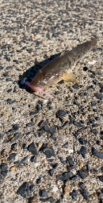 仕事帰りに唐津で釣行！