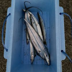 太刀魚　かます