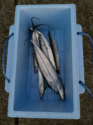 太刀魚　かます