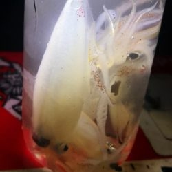 アジング練習 235