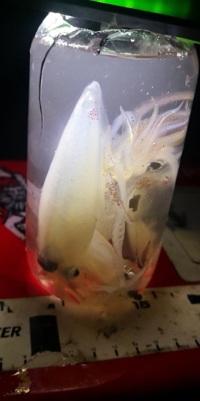 アジング練習 235