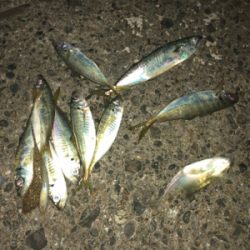 夕まずめにアジの回遊！