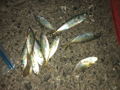 夕まずめにアジの回遊！