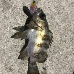 シーズンイン⁉︎