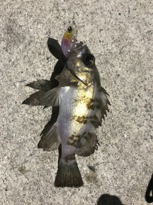 シーズンイン⁉︎