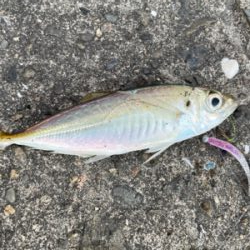 シーバスポイント探索がてらアジングへ