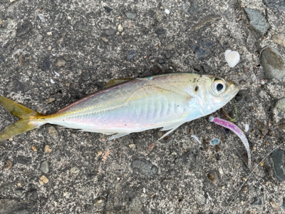 シーバスポイント探索がてらアジングへ