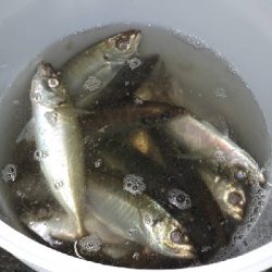 ボートアジング