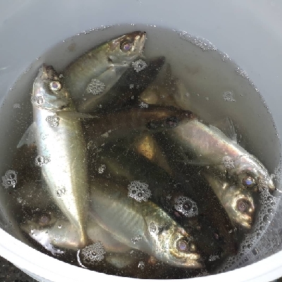 ボートアジング