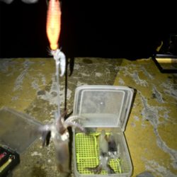 寒くてもヒイカ釣りσ(^_^;)