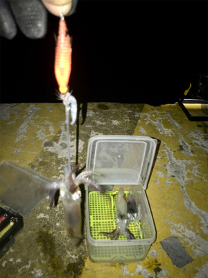 寒くてもヒイカ釣りσ(^_^;)