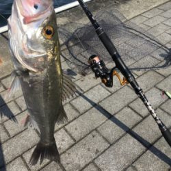 チーバス44センチ。。。