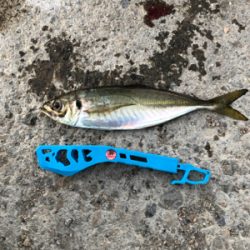 良型アジリベンジ