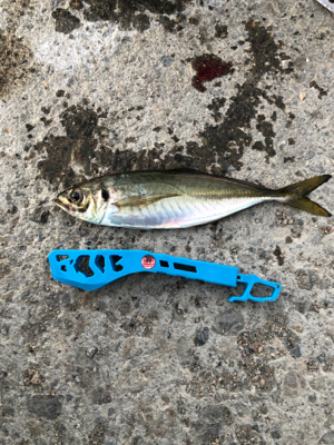 良型アジリベンジ