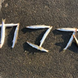 朝一のみのカマス