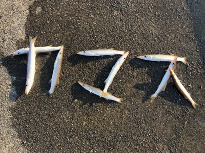 朝一のみのカマス