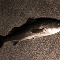 なんとかシーバス！