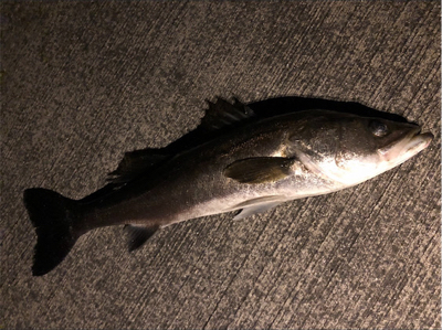 なんとかシーバス！