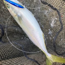 ハマチとサゴシ