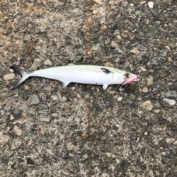 サゴシ釣果