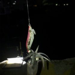 やっぱり渋いヒイカ釣り(><)