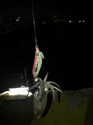 やっぱり渋いヒイカ釣り(><)