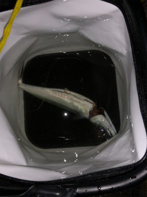 サバが食べたくて