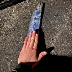 サイズアップ　太刀魚