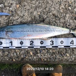 魚も自分も活性が…