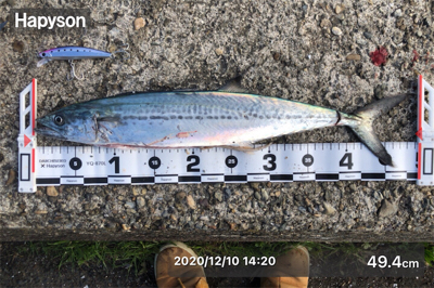 魚も自分も活性が…