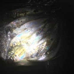 時合いは短いが一投一匹