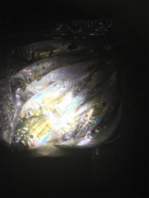 時合いは短いが一投一匹