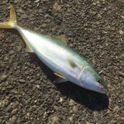 ジグパラツートンでダブルヒット！