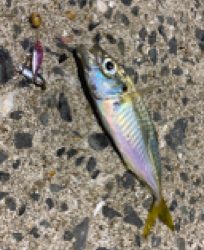 ジグサビキ、サビキでアジとメバル！