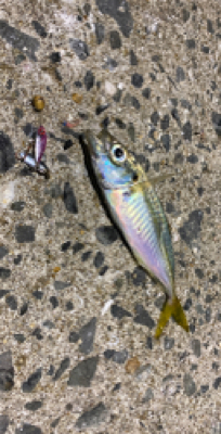 ジグサビキ、サビキでアジとメバル！