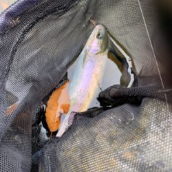 久しぶりのエリア