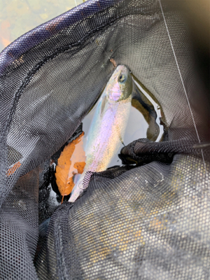 久しぶりのエリア