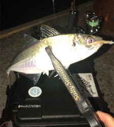 アジングナイト(本当に渋い)