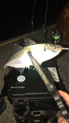 アジングナイト(本当に渋い)