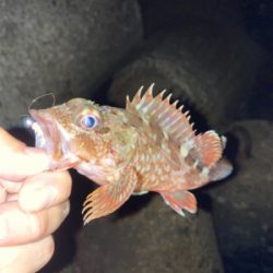 釣果情報に誘われて