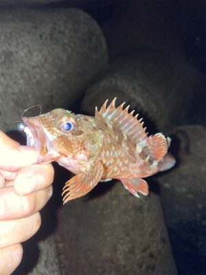 釣果情報に誘われて